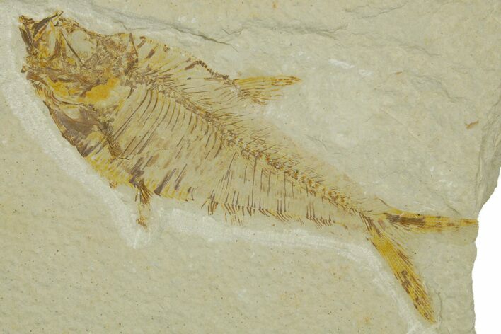 Detailed Fossil Fish (Diplomystus) - Wyoming #373809